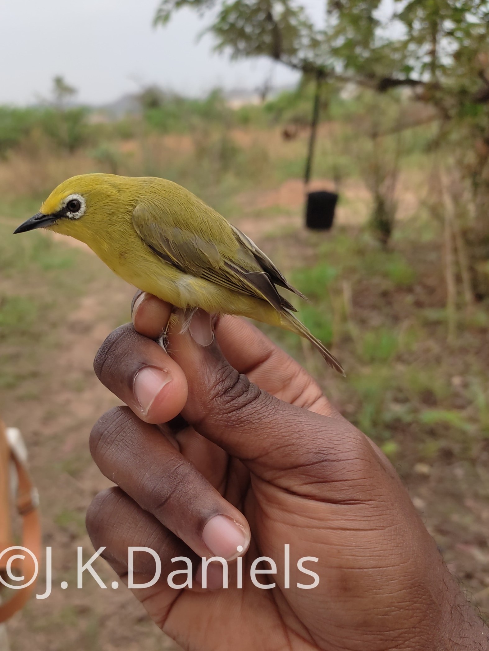 Yellow White-eye